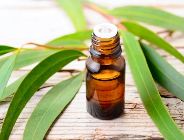 EUCALYPTUS OIL 30ML